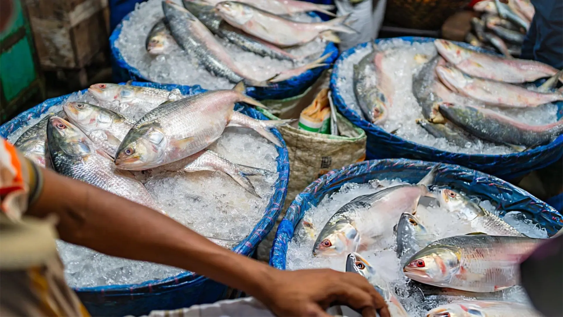 Fake Facebook Pages Exploit Chandpur Hilsa’s Popularity